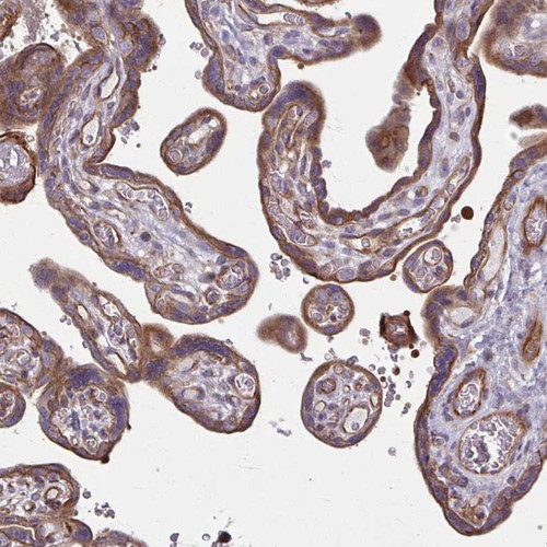 Immunohistochemical staining of human placenta shows strong membranous and cytoplasmic positivity in trophoblastic cells.