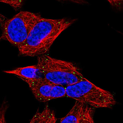 Immunofluorescent staining of human cell line SH-SY5Y shows localization to vesicles.