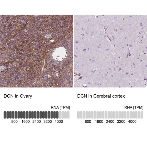 Immunohistochemistry analysis in human ovary and cerebral cortex tissues using Anti-DCN antibody. Corresponding DCN RNA-seq data are presented for the same tissues.