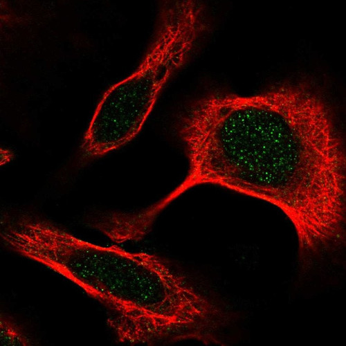 Immunofluorescent staining of human cell line U-2 OS shows localization to nucleus.
