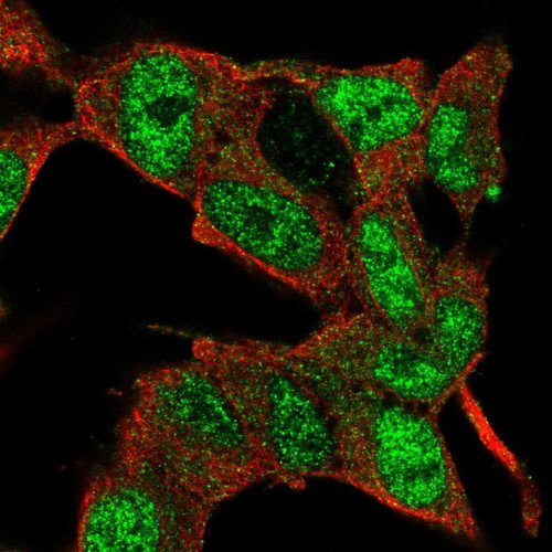 Immunofluorescent staining of human cell line SH-SY5Y shows localization to nucleoplasm.