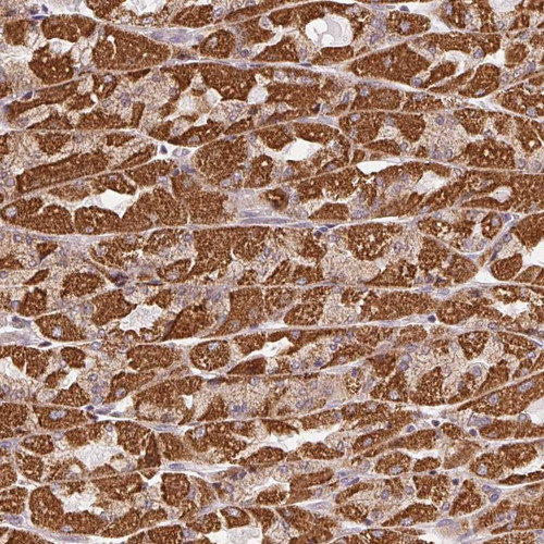 Immunohistochemical staining of human stomach shows strong cytoplasmic positivity in glandular cells.
