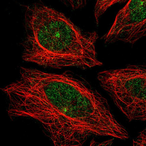 Immunofluorescent staining of human cell line SiHa shows localization to nucleoplasm & microtubule organizing center.