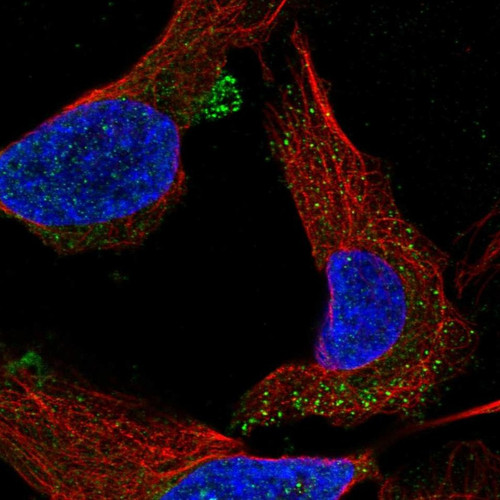 Immunofluorescent staining of human cell line U-2 OS shows localization to vesicles.