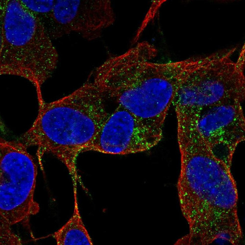 Immunofluorescent staining of human cell line SH-SY5Y shows localization to cytosol.