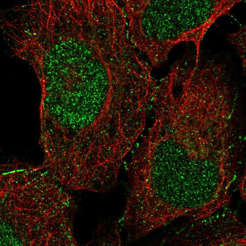 Immunofluorescent staining of human cell line U-2 OS shows localization to nucleus & cell junctions.