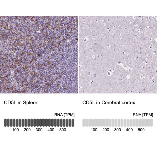 Immunohistochemistry analysis in human spleen and cerebral cortex tissues using HPA065686 antibody. Corresponding CD5L RNA-seq data are presented for the same tissues.