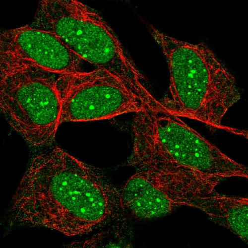 Immunofluorescent staining of human cell line SH-SY5Y shows localization to nucleus & nuclear bodies.