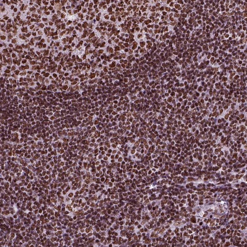 Immunohistochemical staining of human tonsil shows strong nuclear positivity in germinal and non-germinal center cells.