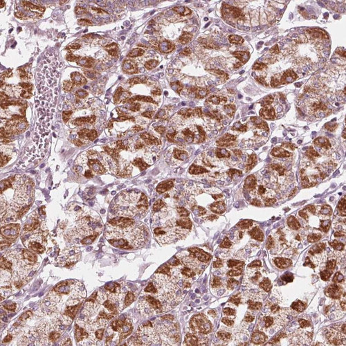 Immunohistochemical staining of human stomach shows strong cytoplasmic positivity in glandular cells.