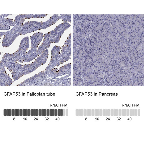 Immunohistochemistry analysis in human fallopian tube and pancreas tissues using Anti-CFAP53 antibody. Corresponding CFAP53 RNA-seq data are presented for the same tissues.