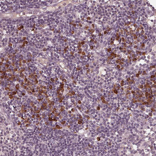 Immunohistochemical staining of human lymph node shows moderate positivity in non-germinal center cells.