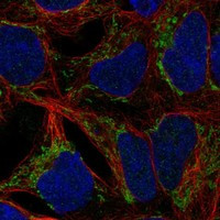 Immunofluorescent staining of human cell line HEK 293 shows localization to mitochondria.