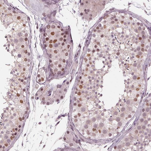 Immunohistochemical staining of human testis shows moderate nuclear positivity in cells in seminiferous ducts.