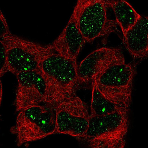 Immunofluorescent staining of human cell line SH-SY5Y shows localization to nuclear bodies.