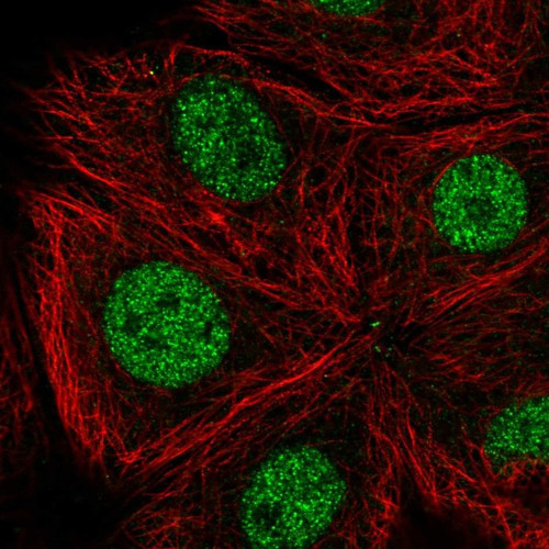 Immunofluorescent staining of human cell line MCF7 shows localization to nucleoplasm.
