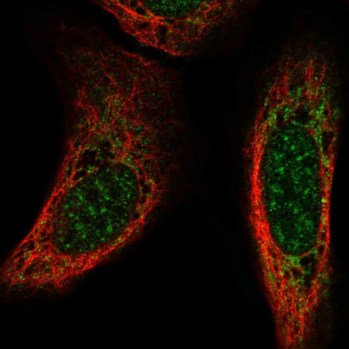 Immunofluorescent staining of human cell line U-2 OS shows localization to nuclear speckles & mitochondria.