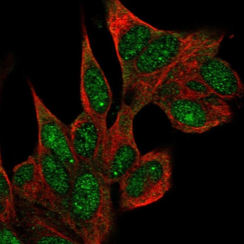 Immunofluorescent staining of human cell line SH-SY5Y shows localization to nucleus & nuclear bodies.