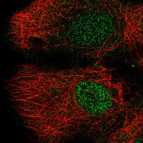 Immunofluorescent staining of human cell line A-431 shows localization to nucleus.