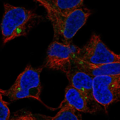 Immunofluorescent staining of human cell line HEK 293 shows localization to nuclear membrane & microtubule organizing center.