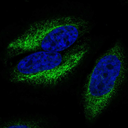 Immunofluorescent staining of human cell line HeLa shows localization to endoplasmic reticulum.