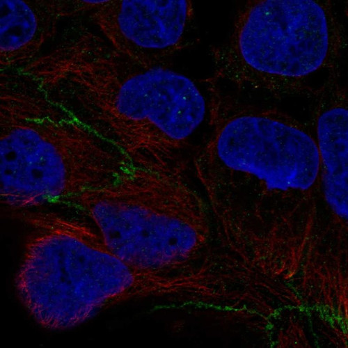 Immunofluorescent staining of human cell line CACO-2 shows localization to cell junctions.