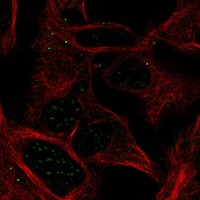 Immunofluorescent staining of human cell line HEK 293 shows localization to nuclear speckles & vesicles.