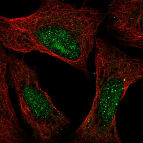 Immunofluorescent staining of human cell line U-2 OS shows localization to nucleus & nucleoli.