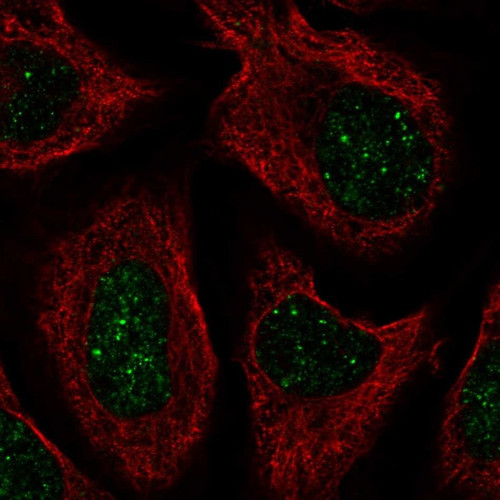 Immunofluorescent staining of human cell line U-2 OS shows localization to nuclear bodies.