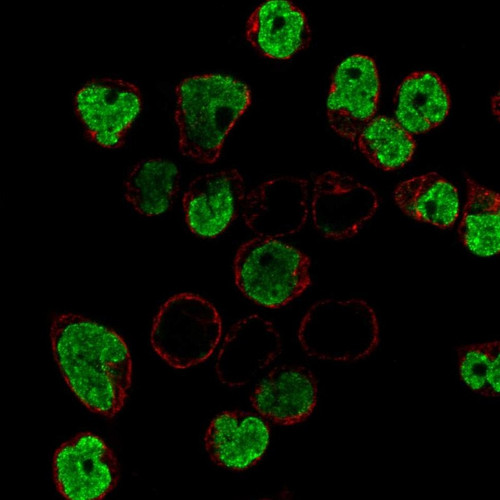 Immunofluorescent staining of human cell line REH shows localization to nucleoplasm.