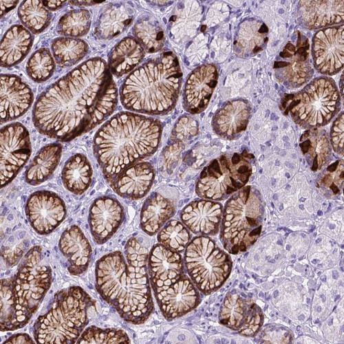 Immunohistochemical staining of human stomach shows strong cytoplasmic/ membranous and nuclear positivity in glandular cells.
