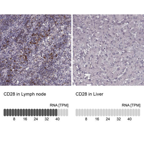 Immunohistochemistry analysis in human lymph node and liver tissues using HPA070003 antibody. Corresponding CD28 RNA-seq data are presented for the same tissues.