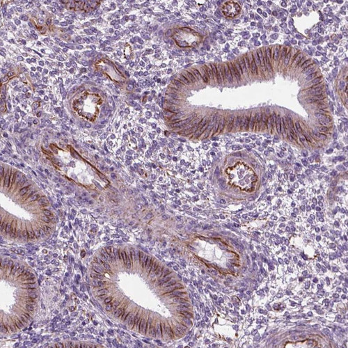 Immunohistochemical staining of human endometrium shows strong membrane positivity in glandular and endothelial cells.