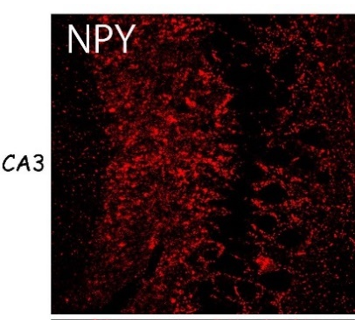 Anti NPY pAb (Rabbit, Purified)
