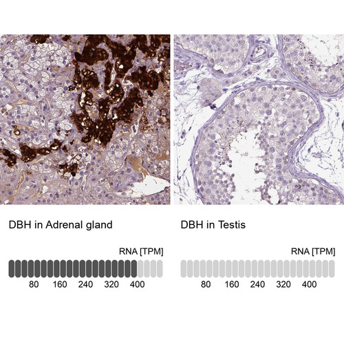 Immunohistochemistry analysis in human adrenal gland and testis tissues using HPA070789 antibody. Corresponding DBH RNA-seq data are presented for the same tissues.