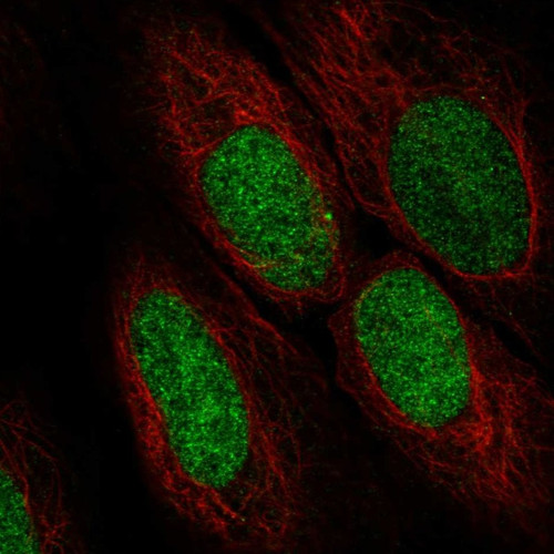 Immunofluorescent staining of human cell line U-2 OS shows localization to nucleoplasm.