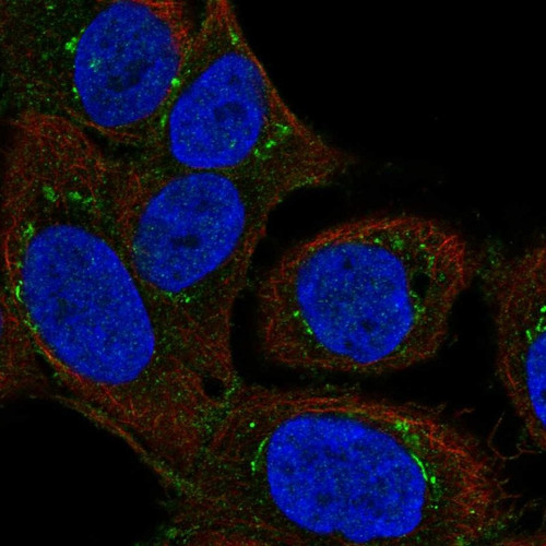 Immunofluorescent staining of human cell line HaCaT shows localization to the Golgi apparatus & vesicles.