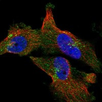 Immunofluorescent staining of human cell line U-251 MG shows localization to plasma membrane & vesicles.