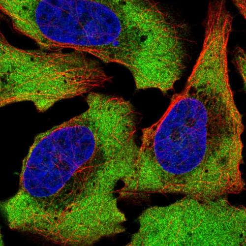 Immunofluorescent staining of human cell line U-2 OS shows localization to cytosol.