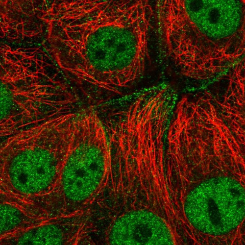 Immunofluorescent staining of human cell line MCF7 shows localization to nucleoplasm & cell junctions.