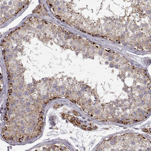Immunohistochemical staining of human testis shows strong cytoplasmic positivity with a granular pattern in seminiferous duct cells and Leydig cells.