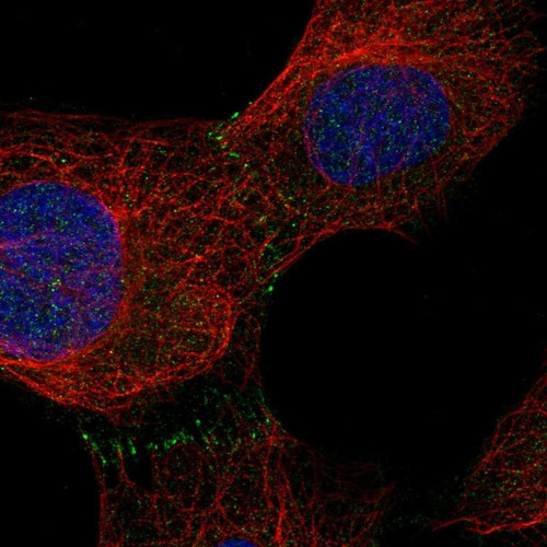 Immunofluorescent staining of human cell line U-2 OS shows localization to cell junctions.