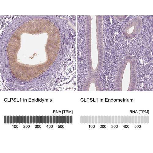 Immunohistochemistry analysis in human epididymis and endometrium tissues using Anti-CLPSL1 antibody. Corresponding CLPSL1 RNA-seq data are presented for the same tissues.