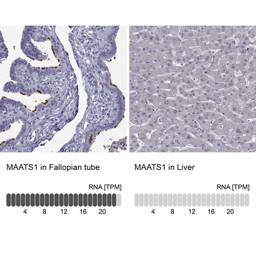 Immunohistochemistry analysis in human fallopian tube and liver tissues using Anti-MAATS1 antibody. Corresponding MAATS1 RNA-seq data are presented for the same tissues.