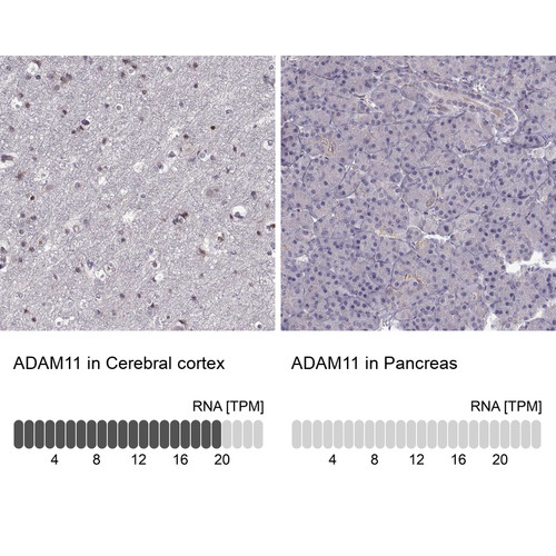 Immunohistochemistry analysis in human cerebral cortex and pancreas tissues using Anti-ADAM11 antibody. Corresponding ADAM11 RNA-seq data are presented for the same tissues.