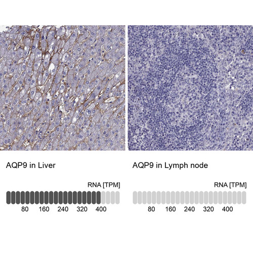 Immunohistochemistry analysis in human liver and lymph node tissues using HPA074762 antibody. Corresponding AQP9 RNA-seq data are presented for the same tissues.