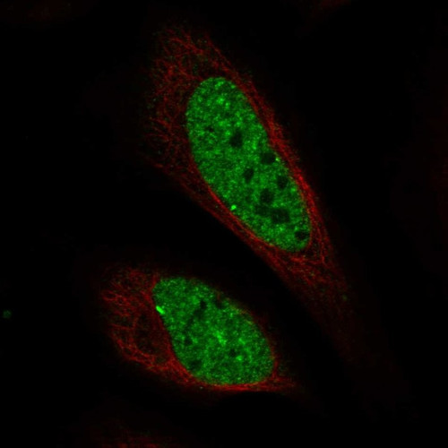 Immunofluorescent staining of human cell line U-2 OS shows localization to nucleoplasm & nuclear bodies.