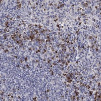 Immunohistochemical staining of human spleen shows strong cytoplasmic positivity in cells in red pulp.