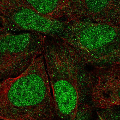 Immunofluorescent staining of human cell line U-2 OS shows localization to nucleoplasm & cytoplasmic bodies.