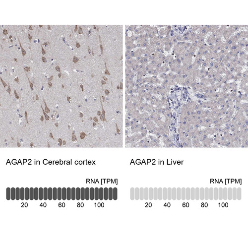 Immunohistochemistry analysis in human cerebral cortex and liver tissues using Anti-AGAP2 antibody. Corresponding AGAP2 RNA-seq data are presented for the same tissues.